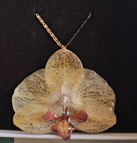 Orquidea Amarilla