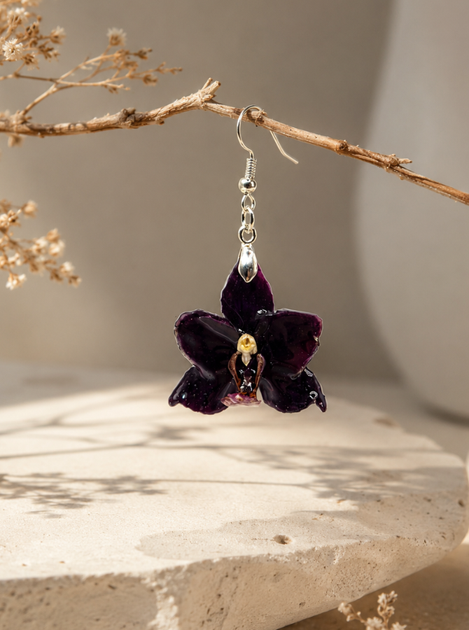 Mini Phalaenopsis Obsidiana