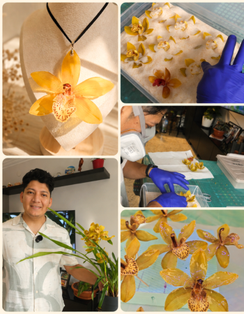 La belleza de una flor, preservada para siempre