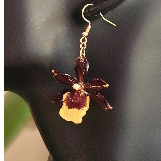 Pendientes Orquídea Chocolate Dorada🤎💛
