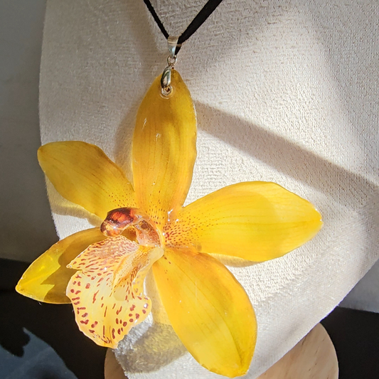 Cymbidium Golden Glow