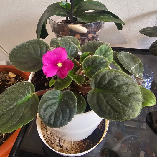 🌸Gargantilla Violeta Africana Eterna
